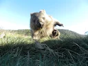 Kaalkaak-wombat (Vombatus ursinus), 5 of 6
