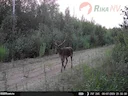 🦌📸Nedavno smo objavili snimku kamere zamke Alexandera Shkaptsova iz našeg RikaNV tima, koja prikazuje mali čopor vukova u zemlji.
Sutradan je ista kamera snimila ovako 🦌📸Nedavno smo objavili snimku kamere zamke Alexandera Shkaptsova iz našeg RikaNV tima, koja prikazuje mali čopor vukova u zemlji.
Sutradan je ista kamera snimila ovako