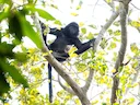 Wes-Java-langour (Trachypithecus mauritius), 4 of 5