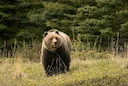 Orso Marsicano: Rilevati Segni di Presenza nel Parco dei Monti Simbruini

Una importante scoperta ambientale ha interessato il territorio della regione Lazio. Segni di pr