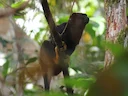 Goudhand-tamaryn (Saguinus midas), 2 of 3