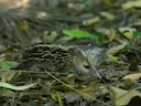 Stertlose tenrek (Tenrec ecaudatus), 2 of 2
