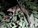 Witbuik-pangolin