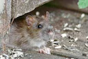 Alerte à la leptospirose en France: une maladie grave qui touche aussi les chasseurs et leurs chiens 

Les autorités sanitaires françaises lancent un appel à la vigilance