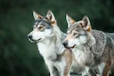 Nombre de loups en France: le bilan officiel 2026 et le quota d'abattage 

Le décompte annuel de la population lupine est toujours un moment de tension entre les défenseu