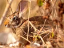 Mexikaanse wingerdkonyn (Sylvilagus cunicularius), 2 of 4