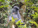 Shortridge se gemerkte langur (Trachypithecus shortridgei), 1 of 3