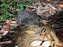 Groot egeltanrek (Setifer setosus), 4 of 5