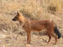 Asiatiese wilde hond Asiatiese wilde hond