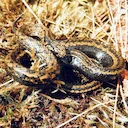 A new species of snake was named in honor of Harrison Ford. Ants and spiders have already been named after the artist.    

One of Harrison Ford's most famous roles is th