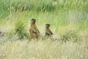 Biologists of the Samara University named after Korolev predict a gradual migration of steppe marmots from the Ulyanovsk region to the Samara region. Scientists gave such