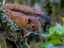 Andes-ekster (Sciurus pucheranii), 6 of 7