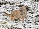 Puma (Berglöwe) (Puma concolor concolor), 2 of 3
