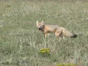 Vinnige jakkals (Vulpes velox), 2 of 3