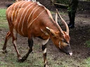 Oos-bongo (Tragelaphus eurycerus), 7 of 7
