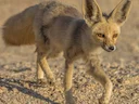 Rüppell-seeënd (Vulpes rueppellii), 1 of 4