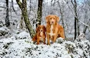 The Toll of the Wild: Hunting with the Nova Scotia Duck Tolling Retriever

For those of us who value a versatile, intelligent, and downright tenacious hunting companion, 