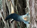 Gewone gevlekte koeskoes (Spilocuscus maculatus), 3 of 5