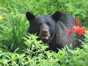 Oso negro de Florida Oso negro de Florida