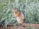 Langstertgrondseekhoorn (Urocitellus undulatus), 3 of 3