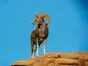 Argali (Darwins argali)