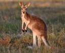 Kangaroo Bone Reveals No Signs of Hunting

A fossilized tibia of a giant short-faced kangaroo (Sthenurus), excavated from Mammoth Cave in Margaret River, Western Australi
