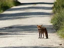 Europese mol Europese mol