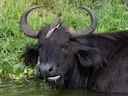 Afrikaansebuffel (Syncerus caffer), 3 of 5