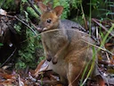 Rooipootpademelon (Thylogale stigmatica), 3 of 3