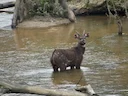 Sitatoebok (Witbuiksitatoebok) (Tragelaphus spekei gratus), 2 of 3