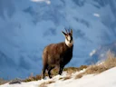 چمپار (کل کوهی) (Rupicapra rupicapra), 2 of 3
