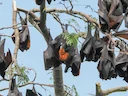 Groot vlieënde jakkals (Pteropus vampyrus), 4 of 8