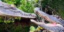 The Difference Between the Alligators & Crocodiles 

The Florida Everglades is famous for many things, one of them being the only environment on earth in which American A