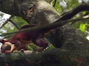 Indiese reuseekster (Ratufa indica), 2 of 3