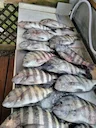 Were you wondering where and how to catch quality mangrove snapper and sheepshead on your boat!!! If so this is the time to do it I have dates in march available if your Were you wondering where and how to catch quality mangrove snapper and sheepshead on your boat!!! If so this is the time to do it I have dates in march available if your