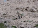 Piute-grondseekhoring (Urocitellus mollis), 3 of 4