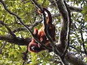 Guyanase rooi skreeuapie (Alouatta macconnelli), 2 of 5