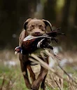 Chesapeake Bay Retriever: Characteristics, Training & Hunting Prowess. The Ultimate Hunter's Guide.
The Chesapeake Bay Retriever, or "Chessie," isn't just another pretty Chesapeake Bay Retriever: Characteristics, Training & Hunting Prowess. The Ultimate Hunter's Guide.
The Chesapeake Bay Retriever, or "Chessie," isn't just another pretty
