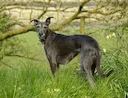 Stray Lurcher Surge Raises New Fears Over Illegal Hare Coursing Across the UK
A dramatic rise in stray lurcher dogs in Wiltshire sparks renewed concern over illegal har Stray Lurcher Surge Raises New Fears Over Illegal Hare Coursing Across the UK
A dramatic rise in stray lurcher dogs in Wiltshire sparks renewed concern over illegal har