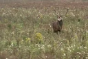 New Zealand Authorities Urge Responsible Firearm Handling During “Roar” Hunting Season
As New Zealand’s 2026 “Roar” hunting season gets underway, authorities are issuin New Zealand Authorities Urge Responsible Firearm Handling During “Roar” Hunting Season
As New Zealand’s 2026 “Roar” hunting season gets underway, authorities are issuin