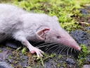 Aseitiese huismuismuis (Suncus murinus), 2 of 2