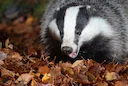 Facts About Badgers

Size

Badgers can grow up to 20 to 34 inches (51 to 86 centimeters) long from head to tail. The tail adds an additional 4 to 6 inches (10 to 15 cm) t
