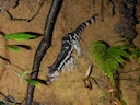 Gebandeerde linsang (Prionodon linsang), 2 of 5