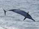 Speldolfyn (Stenella longirostris), 5 of 5