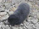 Oos-Afrikaanse molrat (Tachyoryctes splendens), 1 of 3