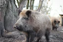 Gard: un chasseur blessé par un sanglier évacué par tyrolienne 

Dans le Gard, un chasseur blessé par un sanglier a été évacué par tyrolienne grâce au GRIMP et aux pompie