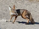 Kitvos (Vulpes macrotis), 4 of 7