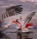 Pelicans
📷 Sony a7 IV | Tamron 70-180mm f/2.8 | ISO Auto | f/4 | 1/1600
📍 Kerkini Lake, Greece 🇬🇷
🗓 @2023
🦩 Pelicans

Capturing the beauty of #Pelicans in their nat