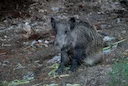 Afrikanische Schweinepest Österreich 2026: ASP-Risiko, Jagd & Wildschwein-Prävention
Österreich bleibt bislang frei von der Afrikanischen Schweinepest (ASP) – doch der D Afrikanische Schweinepest Österreich 2026: ASP-Risiko, Jagd & Wildschwein-Prävention
Österreich bleibt bislang frei von der Afrikanischen Schweinepest (ASP) – doch der D