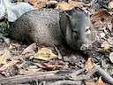 Collared Peccary (Pecari tajacu), 2 of 4